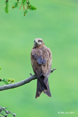 Black Kite