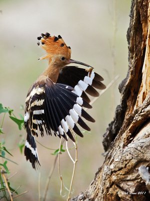Eurasian Hoopoe