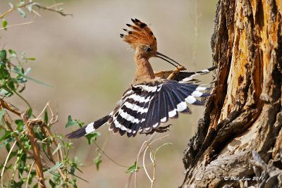 Eurasian Hoopoe