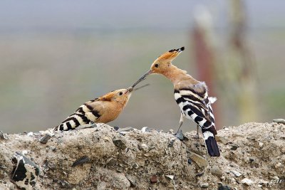 Eurasian Hoopoe