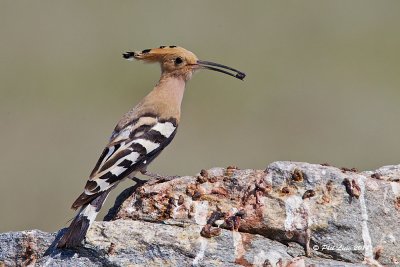 Eurasian Hoopoe