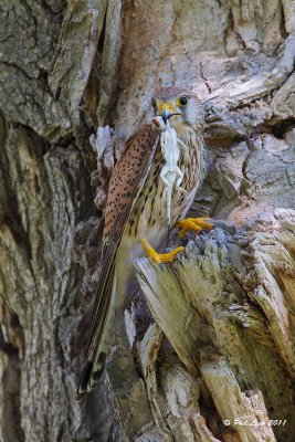 Common Kestrel