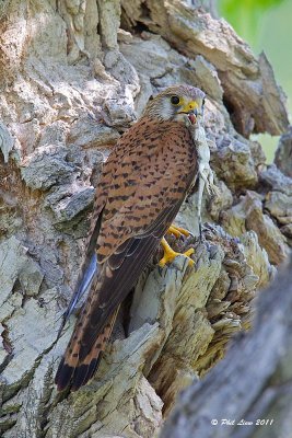 Common Kestrel