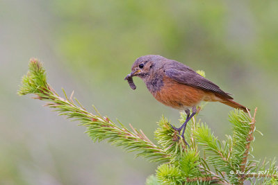 Redstart (Female)