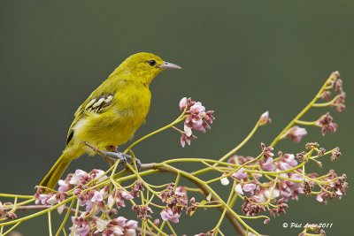 Common Iora (Female)