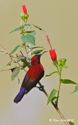 Eastern Crimson Sunbird - Male