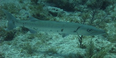 IMG_1103_small.jpg