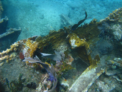 Diving in Key Largo, July 2011