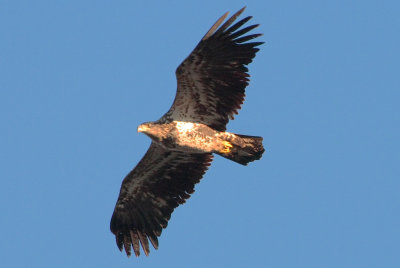 Immature Bald Eagle, Reelfoot Lake National Wildlife Refuge