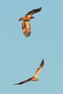 Immature Bald Eagles, Reelfoot Lake National Wildlife Refuge