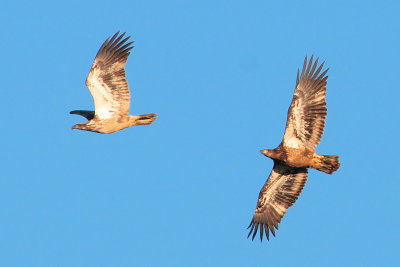 Immature Bald Eagles, Reelfoot Lake National Wildlife Refuge