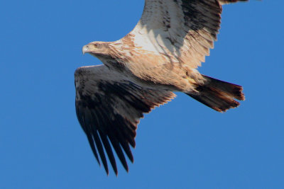 Immature Bald Eagle, Reelfoot Lake National Wildlife Refuge