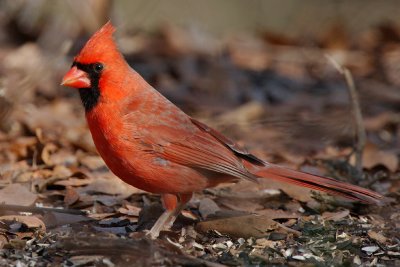 Male Cardinal, Chattahoochee Nature Center