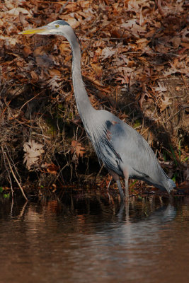 Great Blue Heron, Chattahoochee Nature Center