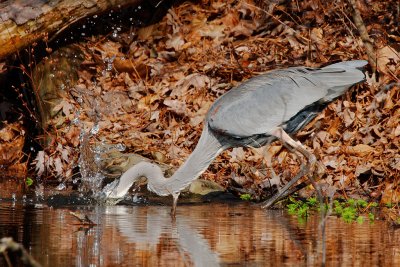 Great Blue Heron, Chattahoochee Nature Center