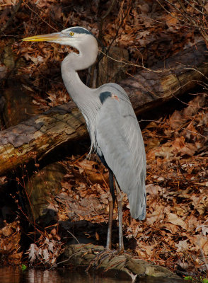 Great Blue Heron, Chattahoochee Nature Center
