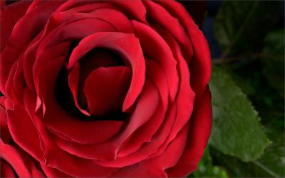 Red Rose - Natural Light