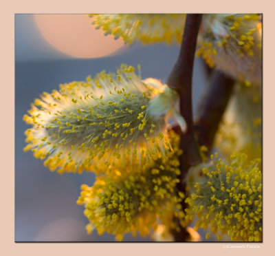 Macro with the Canon100 mm F2.8 USM/IS Lens