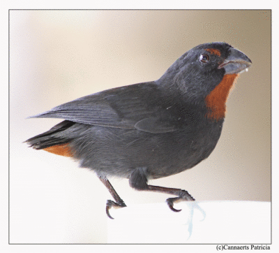 Antillean Bullfinch