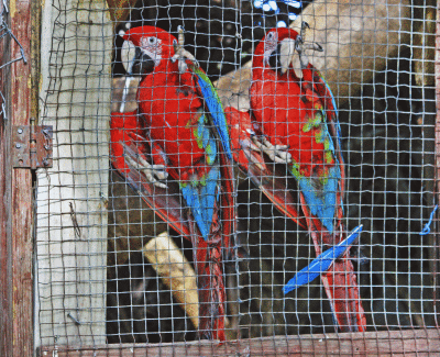 Parrots