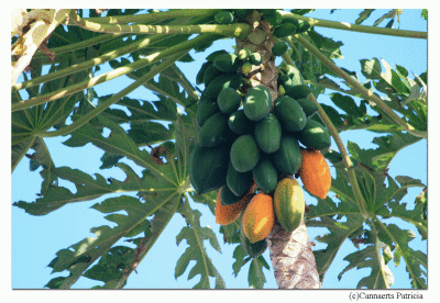 Papaya,s