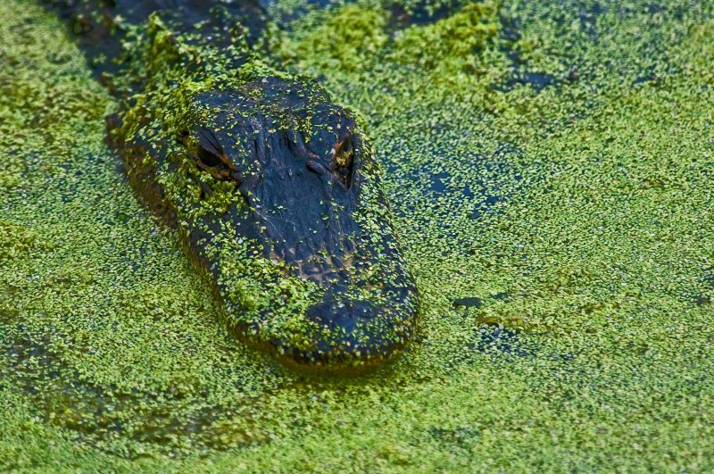 Duckweed Covered Young Alligator, Paynes Prairie State Preserve, FL