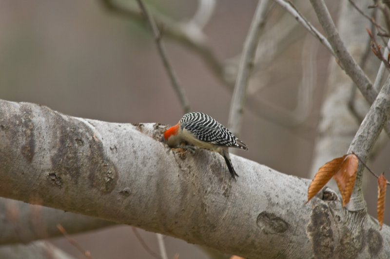 Red Bellied Woodpecker in Hole