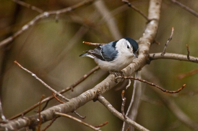 Whie-Breasted Nuthatch