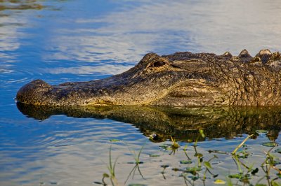Florida Aligators