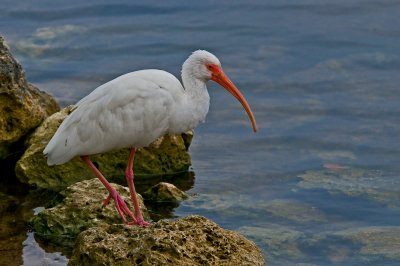 Ibis