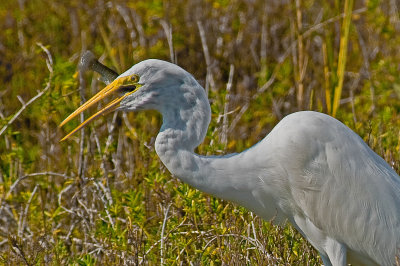 Great Egret About to Swallow a Fish