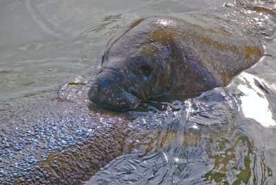 Young Manatee