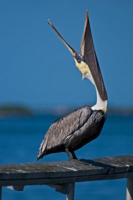 Brown Pelican