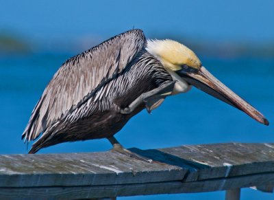 Brown Pelican Scratching