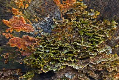 Lichen covered Stump