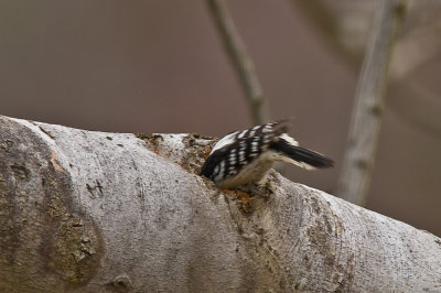 Downy Woodpecker in Tree Hole
