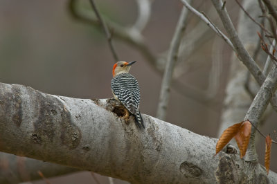 Red Bellied Woodpecker on Branch