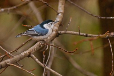 White-Breasted Nuthatch