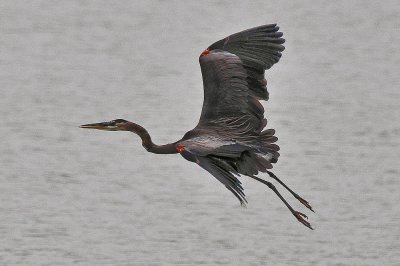 Great Blue Heron in Flight