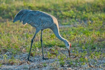 Sandhill Crane