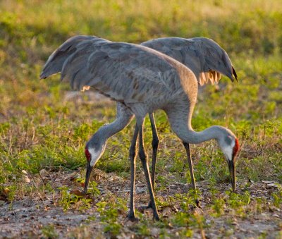 Double Cranes