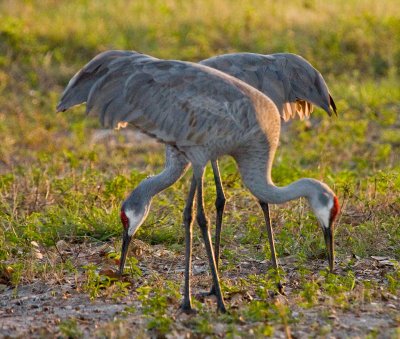 Double Cranes