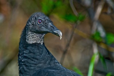 Black Vulture