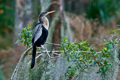 Anhinga