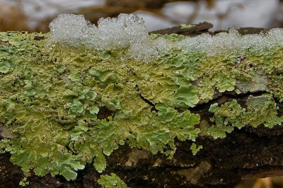 Lichen and a Little Snow Up Close