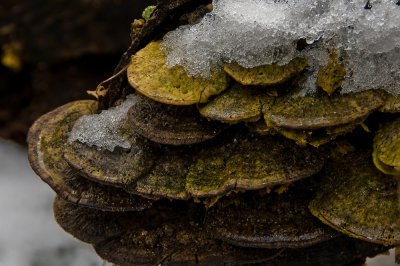Fungi and Snow