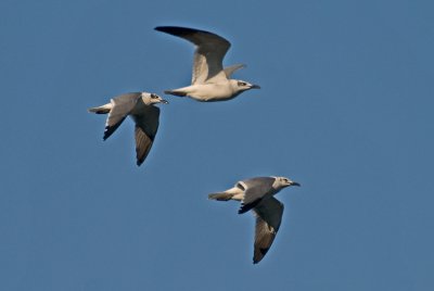 3 Gulls in Flight