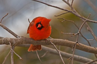 Cardinal--What's Down There?