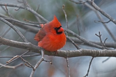 Cardinal--Relaxing