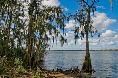 Cyprus Trees Covered in Spanish Moss on South Side Lake Jessup, Winter Springs, FL